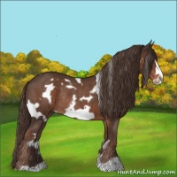 Horse Color:White Spotted Liver Chestnut Frame Rabicano 