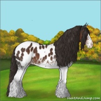 Horse Color:White Spotted Liver Chestnut Appaloosa 