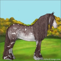 Horse Color:White Spotted Chocolate Brown Chinchilla Appaloosa