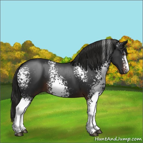 Horse Color:White Spotted Liver Chestnut