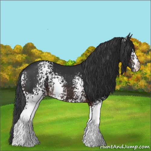 Horse Color:White Spotted Brown
