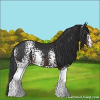 Horse Color:White Spotted Brown 