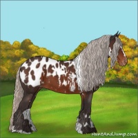 Horse Color:White Spotted Silver Brown Sabino Appaloosa 