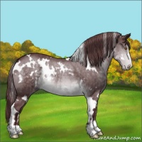 Horse Color:White Spotted Chocolate Brown Chinchilla Sabino 