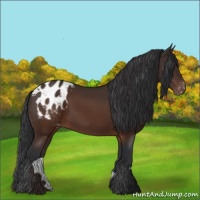 Horse Color:Brown Appaloosa 