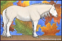 Horse Color:Cremello Splash  and Cremello Splash Rabicano 