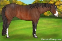Horse Color:Bay Splash Frame  Brindle