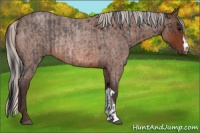 Horse Color:Brown Roan Rabicano and Silver Brown Roan Rabicano