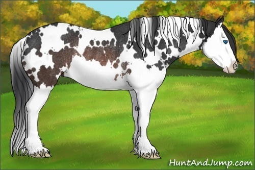Horse Color:White Spotted Brown Splash Rabicano 