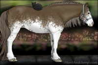 Horse Color:White Spotted Chocolate Palomino 
