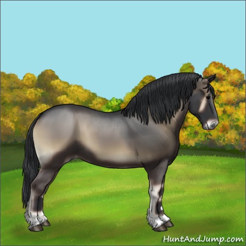 Horse Color:Blue Onyx