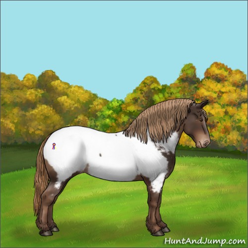 Horse Color:Liver Chestnut Appaloosa