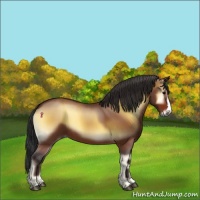 Horse Color:Bay Onyx 