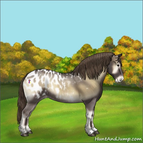 Horse Color:Smoky Blue Onyx Appaloosa Rabicano