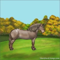 Horse Color:Liver Red Dun Appaloosa 