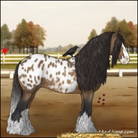 Horse Color:Brown Dun Sabino Splash Appaloosa 