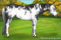 Horse Color:Black Splash Frame  and Black Splash Frame 