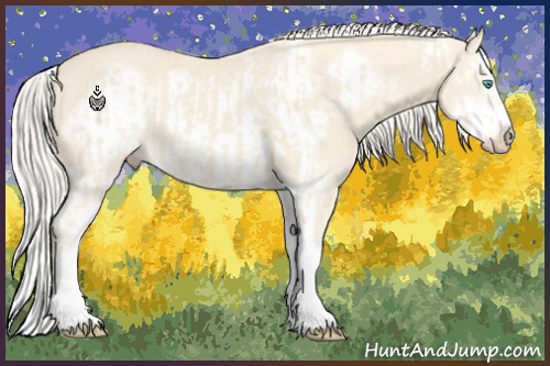 Horse Color:Cremello Splash  and Cremello Splash Frame 