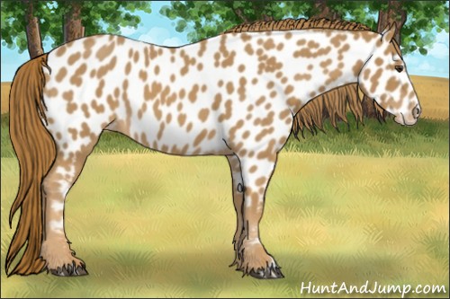 Horse Color:Red Roan Appaloosa 