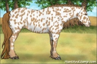 Horse Color:Red Roan Near Leopard
