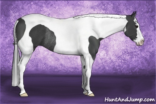 Horse Color:Smoky Black Splash Tobiano Rabicano 