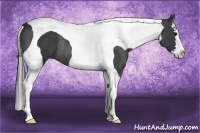Horse Color:Smoky Black Splash Tobiano Rabicano