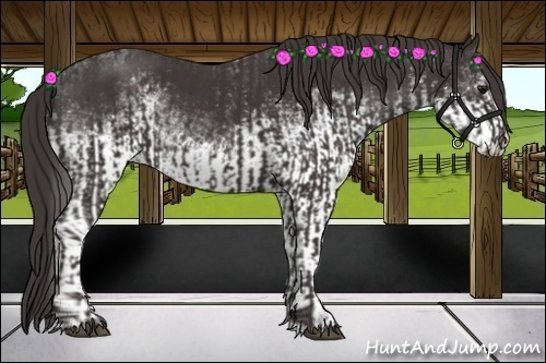 Horse Color:Smoky Black and White Spotted Smoky Black
