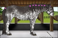 Horse Color:Smoky Black and White Spotted Smoky Black