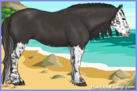 Horse Color:Smoky Black  and Smoky Black Splash 