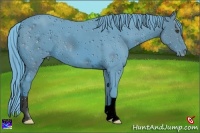 Horse Color:ERROR: UNKNOWN ANOMALY