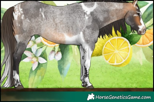 Horse Color:Buckskin Roan Splash Tobiano  and Buckskin Roan Splash Tobiano 