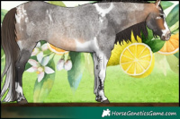 Horse Color:Buckskin Roan Splash Tobiano  and Buckskin Roan Splash Tobiano 