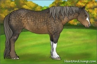 Horse Color:Chocolate Palomino 