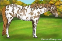 Horse Color:White Spotted Chestnut Ice Pearl Appaloosa Rabicano 