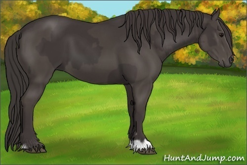 Horse Color:Smoky Black  and Smoky Black 