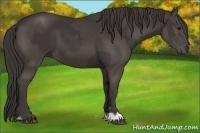 Horse Color:Smoky Black  and Smoky Black 