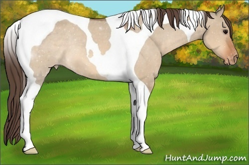 Horse Color:Bay Dun Tobiano Varnish 