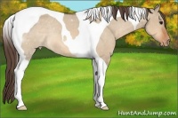 Horse Color:Bay Dun Tobiano Varnish 