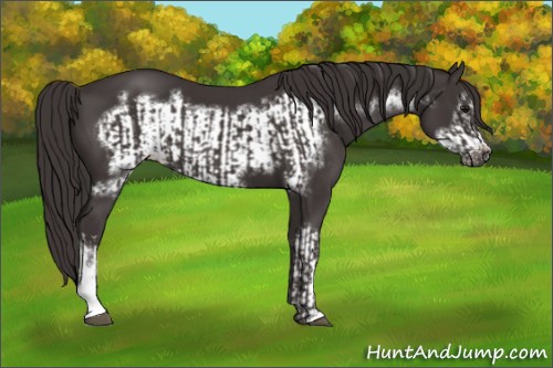 Horse Color:Smoky Black  and Smoky Black Frame 