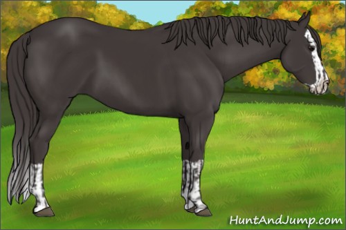 Horse Color:Smoky Black  and Smoky Black Splash 