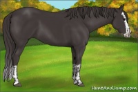 Horse Color:Smoky Black  and Smoky Black Splash 