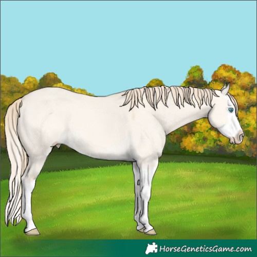Horse Color:Perlino Dun Splash 