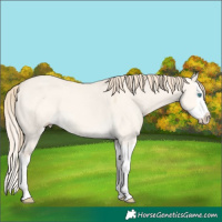 Horse Color:Perlino Dun Splash 