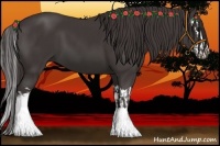 Horse Color:Smoky Black  and Smoky Black Splash 