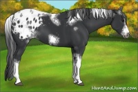 Horse Color:White Spotted Black Splash Tobiano Frame Appaloosa 