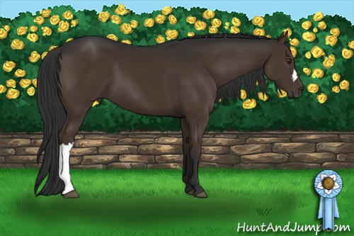 Horse Color:Gray Liver Chestnut 