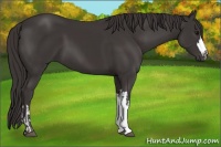 Horse Color:Smoky Black and Smoky Black