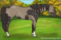 Horse Color:Smoky Black  and Smoky Grullo 