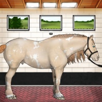 Horse Color:White Spotted Buckskin Pearl 