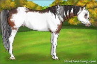 Horse Color:Bay Splash Frame Varnish 